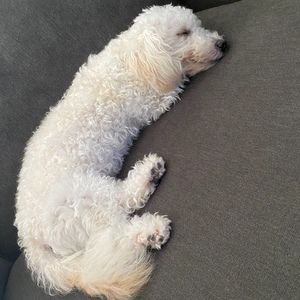 Meet your Posher, Samuel